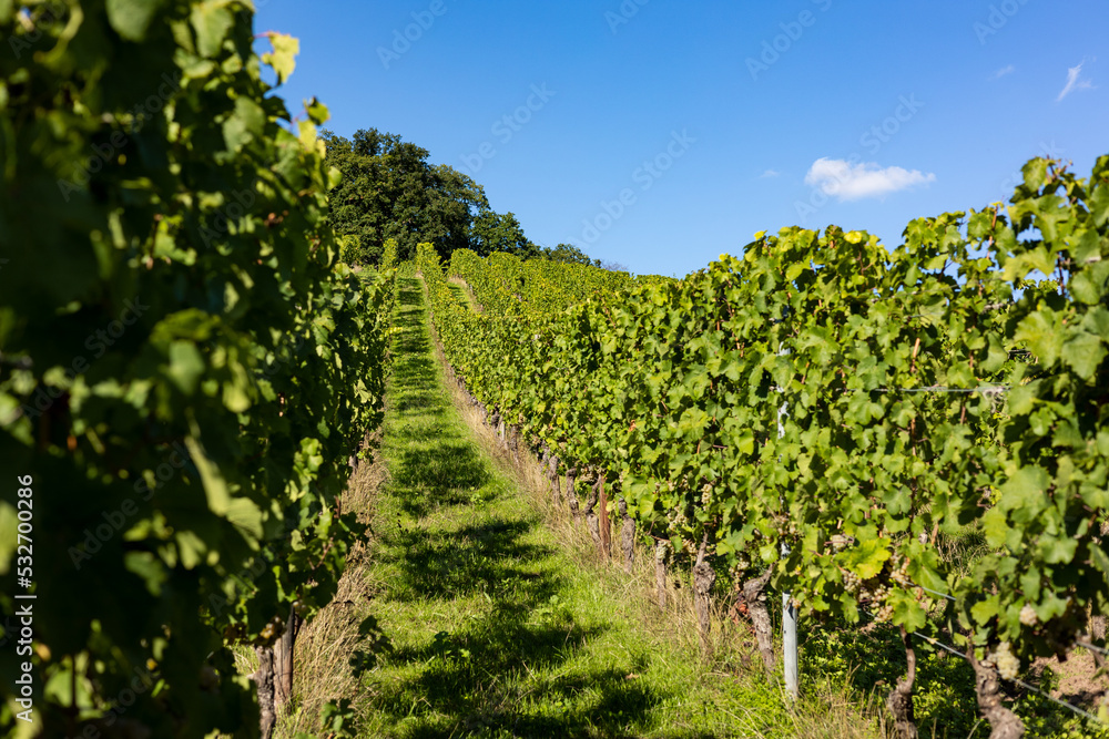 Popular wine area in Germany for Riesling wine.
