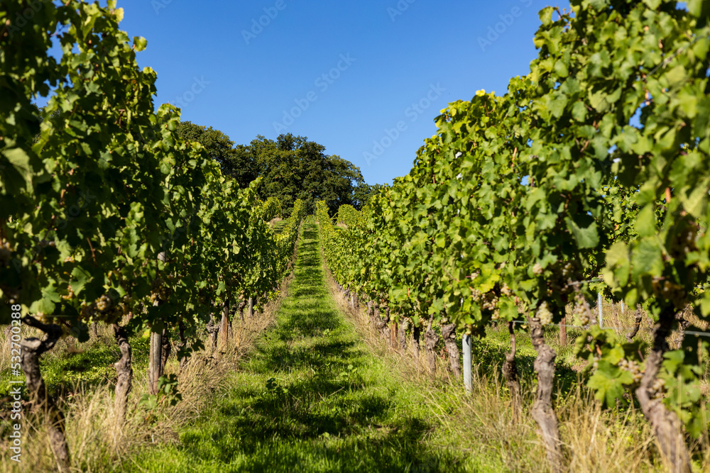 View through rows of vines in the Rheingau area during September close to harvest. Popular wine area in Germany for Riesling wine.