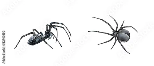 Fototapeta na wymiar Watercolor black spider isolated on white background.