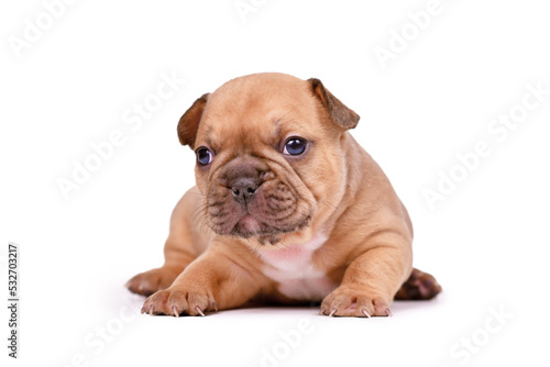 Red fawn colored French Bulldog dog puppy on white background © Firn