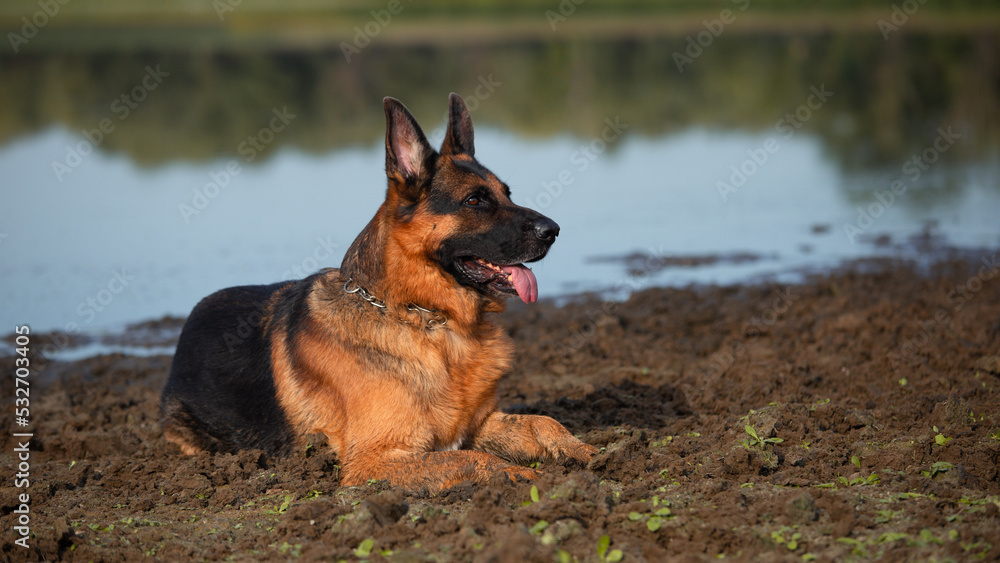 The German Shepherd dog is lying in the mud near a large puddle. The German Shepherd dog is lying in the mud near a large puddle.