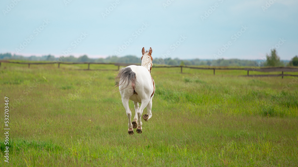 Pinto horse runs through the pasture, rear view. The mare raise her tail. Horse butt, the vulva. - obrazy, fototapety, plakaty 