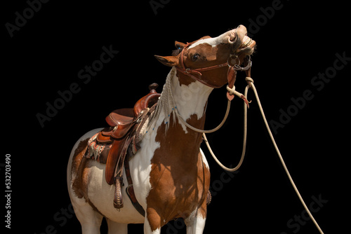 Pinto horse in western harness on a black background. The horse smiles.