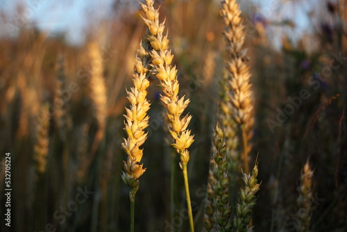 Close-up of golden ears of wheat in the rays of the evening sun. Harvest season. Background of wheat field ears ripening and sunlight. Field of agricultural crops.