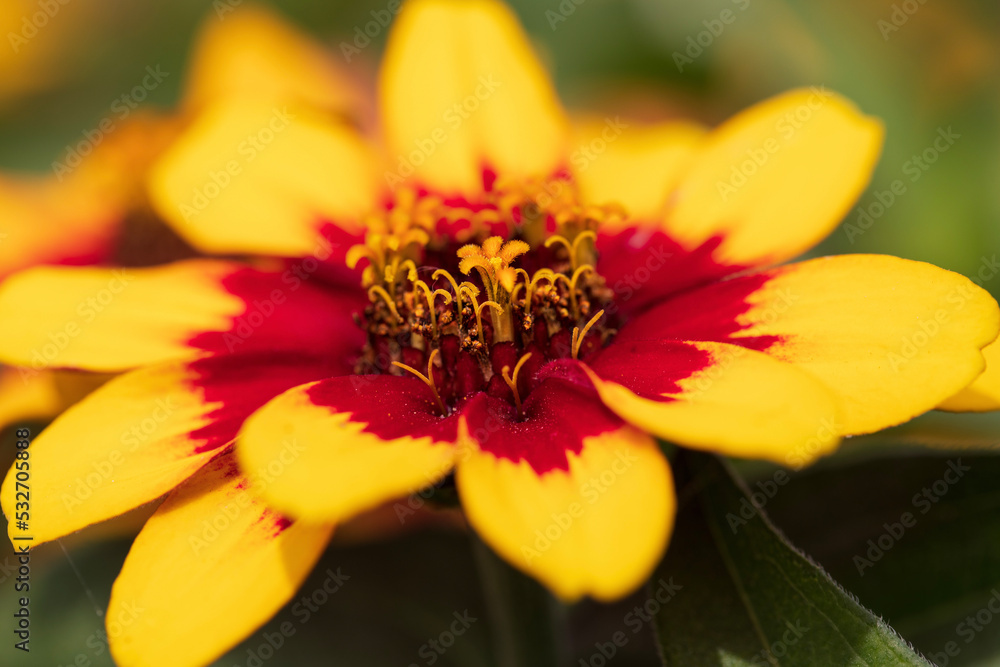 Photos of colorful blooming flowers and plants Photos of colorful blooming flowers and plants