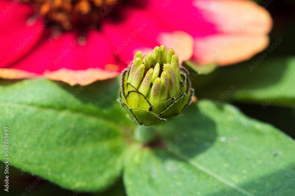 Photos of colorful blooming flowers and plants Photos of colorful blooming flowers and plants