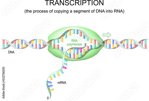 transcription dna to rna