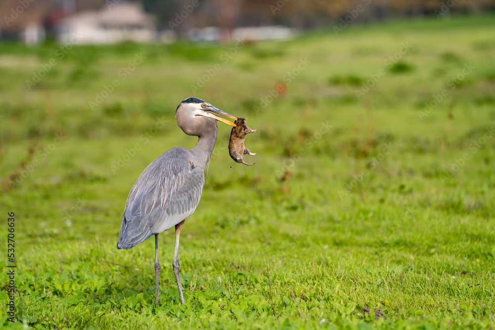 Fototapeta premium Great blue heron (Ardea cinerea) caught a gopher. 
