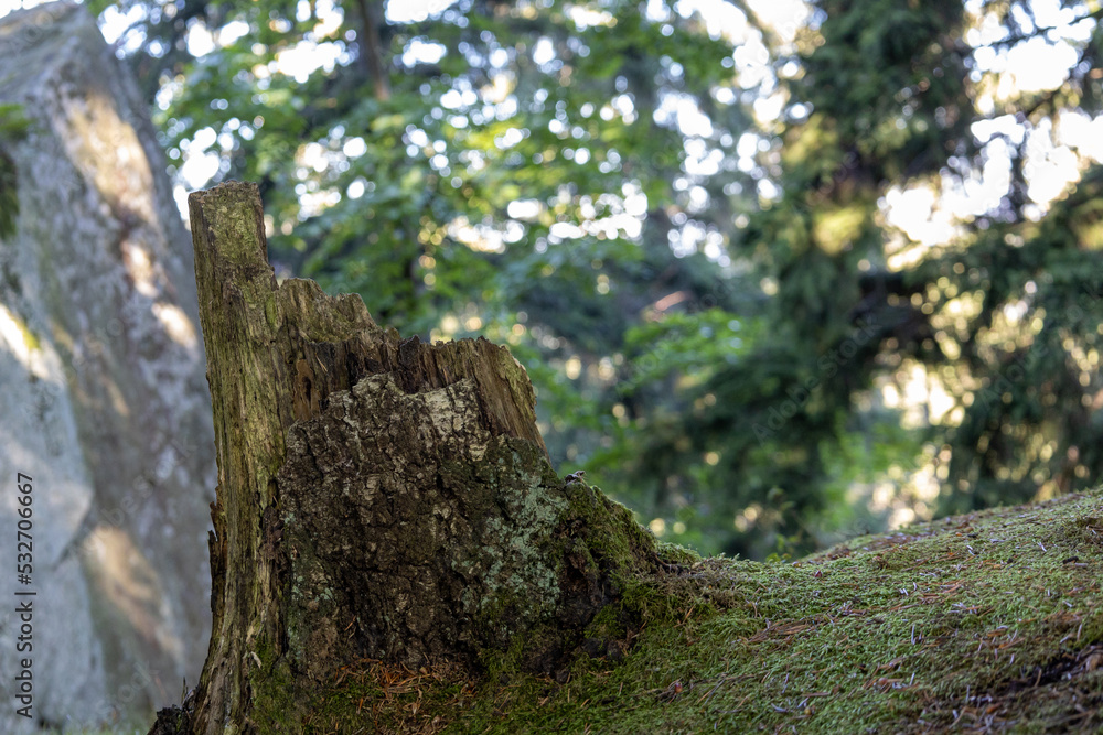 dwad tree in the forest