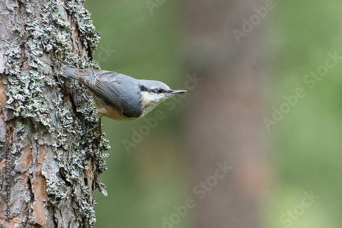 Nuthatch  on a tree trunk looking for food. Small gray and white bird. Animal photo