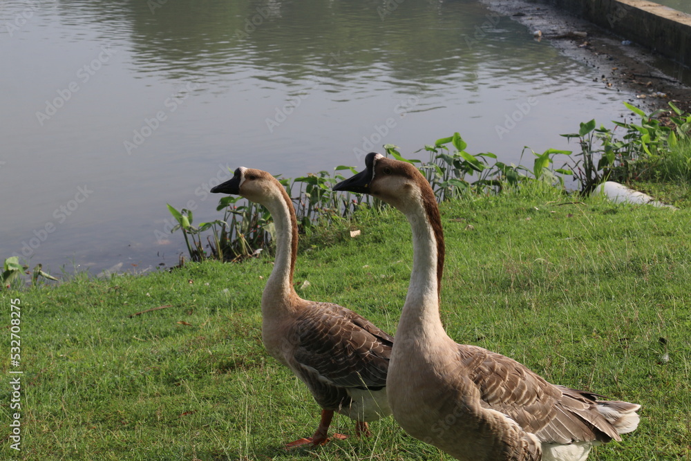 Obraz premium A group of white gray swans are on the edge of a lake in a city park in Jakarta