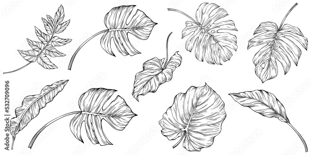 Fototapeta premium Leaves isolated on white. Tropical leaves. Hand drawn png illustration.