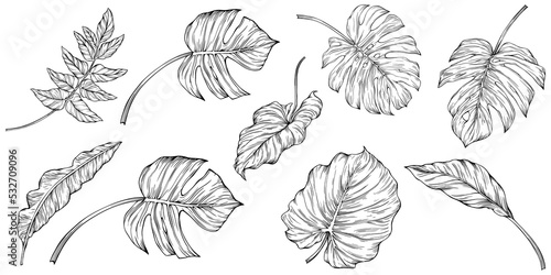 Wallpaper Mural Leaves isolated on white. Tropical leaves. Hand drawn png illustration. Torontodigital.ca