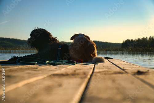 Dog lovers lying on a jetty and looking at the lake in Sweden. Goldendoodle and mix photo