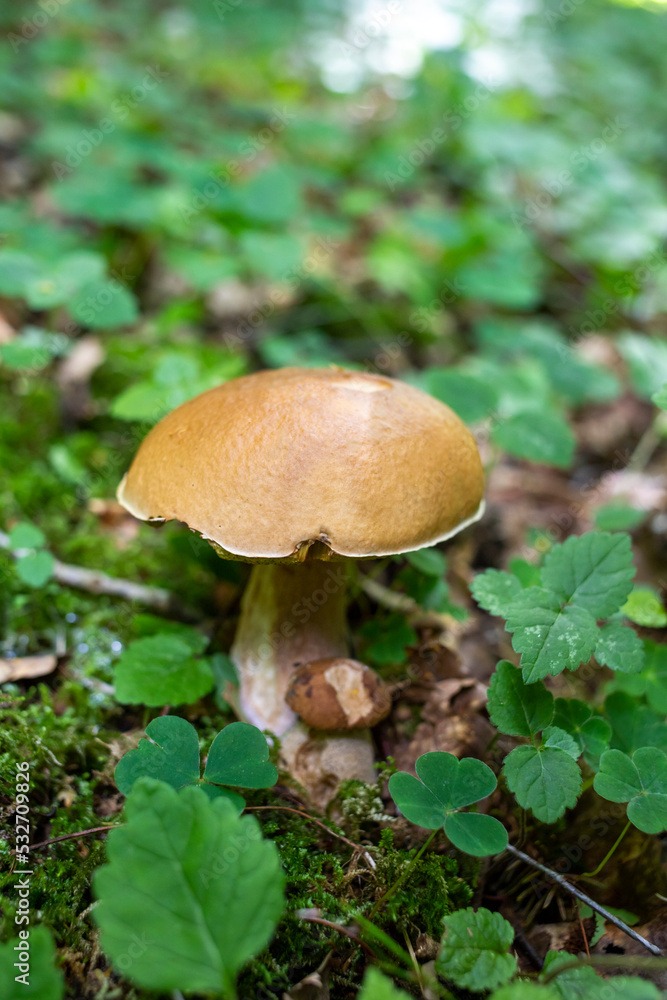 Bay Bolete -Boletus badius. A mushroom grows in the forest. Edible porous boletus mushroom. Boletus boletus in close-up sunlight. Natural wild forest mushrooms. Bay Bolete -Boletus badius. A mushroom grows in the forest. Edible porous boletus mushroom. Boletus boletus in close-up sunlight. Natural wild forest mushrooms.