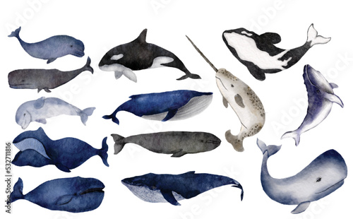 Set of Whales Watercolor Illustration Clipart