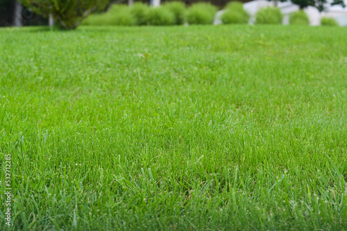 Beautiful green grass in garden on summer day, closeup
