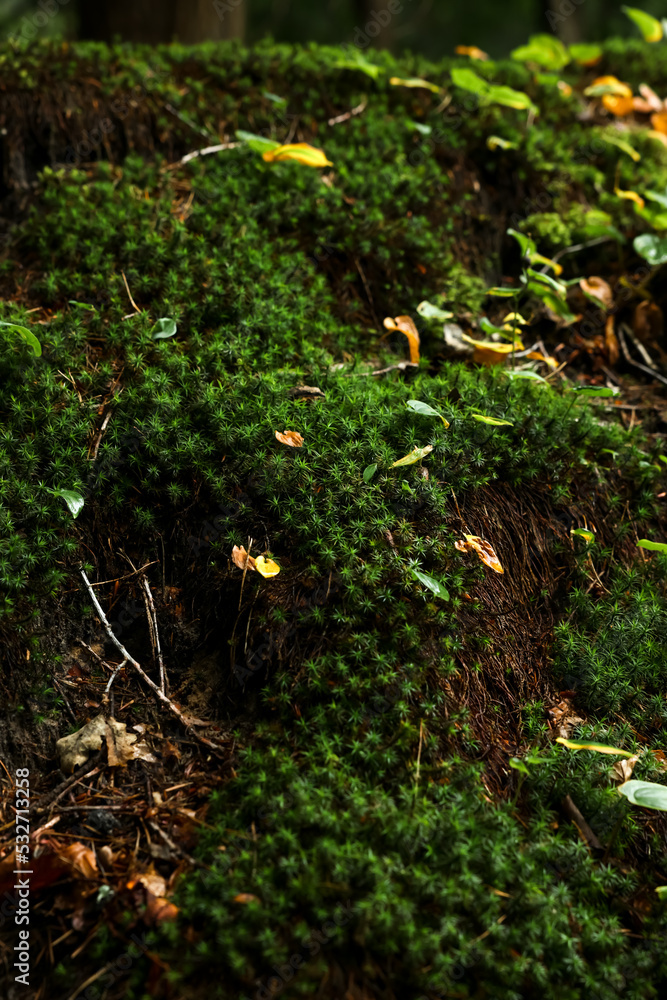 Beautiful green moss and wild plants growing in forest Beautiful green moss and wild plants growing in forest
