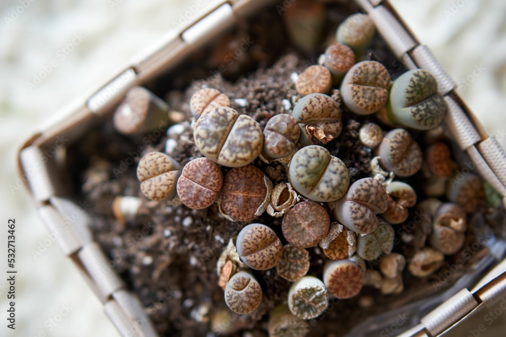 Fototapeta premium Żywe kamienie, lithops