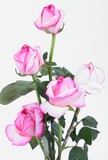 Rose pink on white background