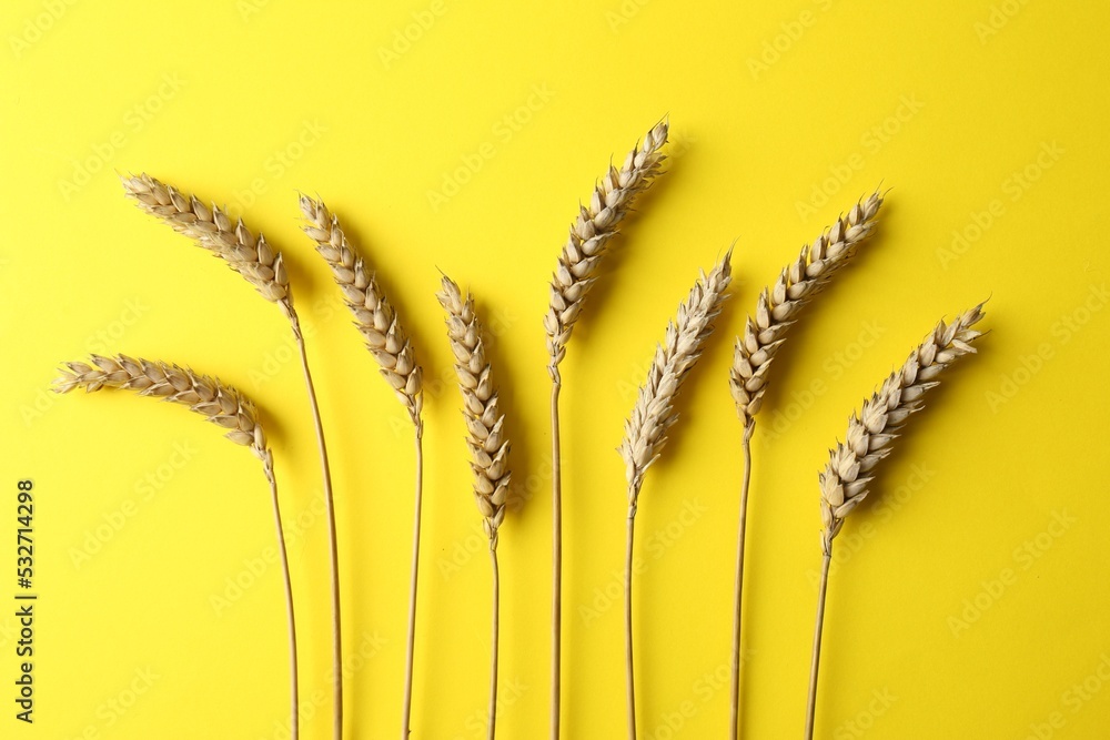 Fototapeta premium Ears of wheat on yellow background, flat lay