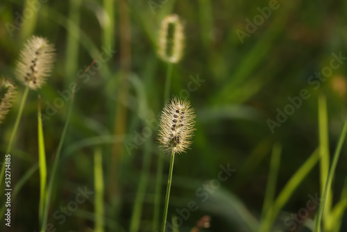 Single dry grass field closeup. Foxtail grass field isolated on dark green background. Natural abstract texture background. Green grass field in the garden, in nature, sunlight, backlight. 