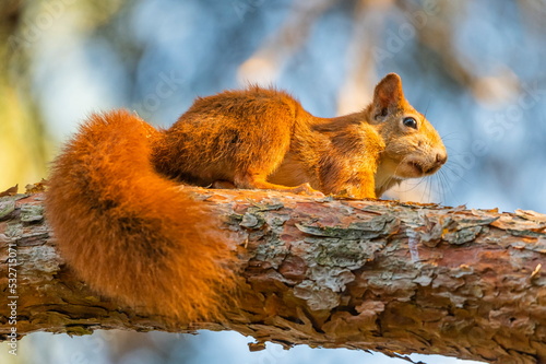 фотографія Red squirrel, sciurus vulgaris, standing on a branch