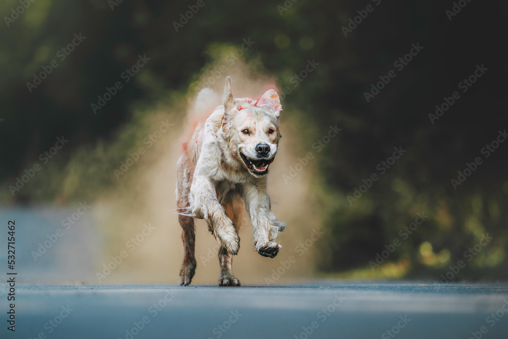 Obraz premium dog golden retriever in the autumn location in the colors of Holly