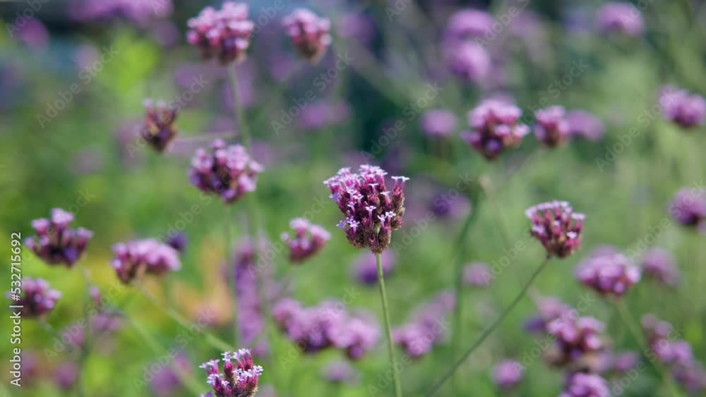 Field of pretty purple violet pink Purpletop Vervain (also known as Verbena Bonariensis) Field of pretty purple violet pink Purpletop Vervain (also known as Verbena Bonariensis)