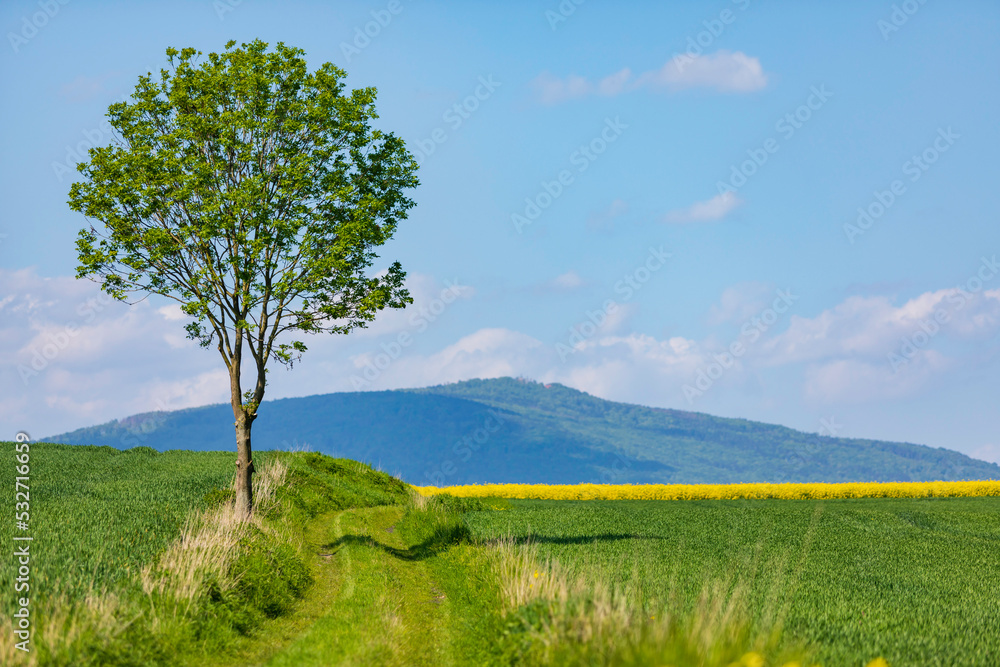 beautiful landscape with the lonely tree under a blue sky in the agricultural field