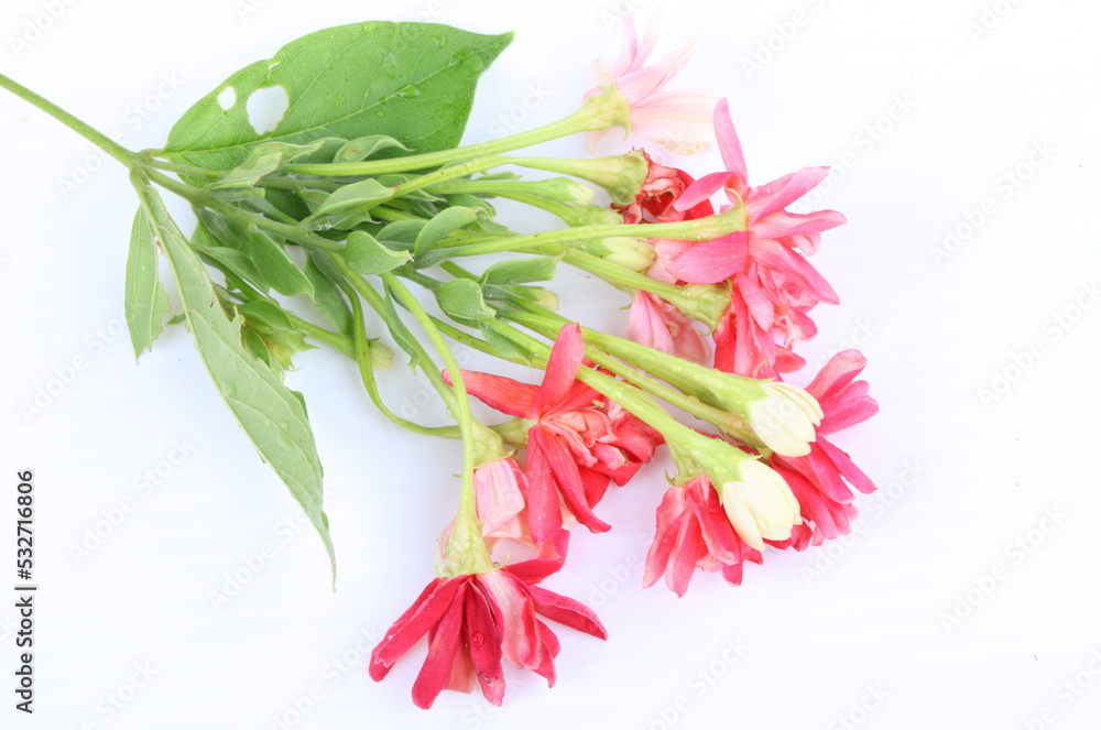 Quisqualis indica also known as the Chinese honeysuckle, Rangoon Creeper, and Combretum indicum isolate on white background