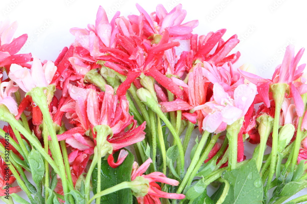 Quisqualis indica also known as the Chinese honeysuckle, Rangoon Creeper, and Combretum indicum isolate on white background Quisqualis indica also known as the Chinese honeysuckle, Rangoon Creeper, and Combretum indicum isolate on white background