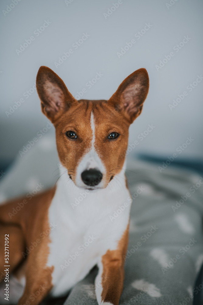 Psy pierwotne - Basenji Psy pierwotne - Basenji