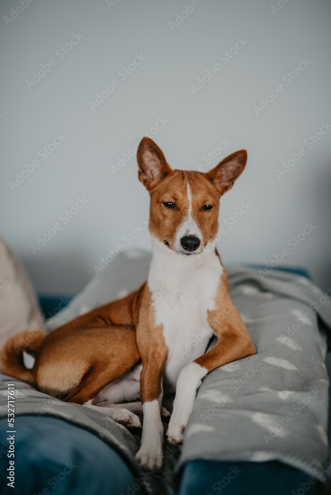 Obraz na płótnie Psy pierwotne - Basenji w salonie