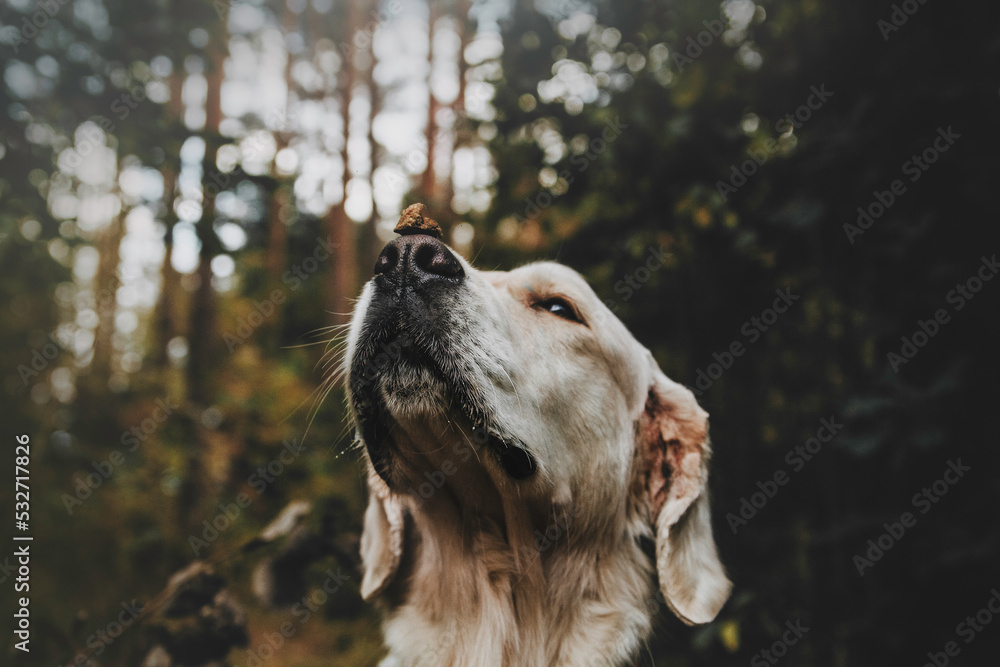 dog golden retriever in the autumn location