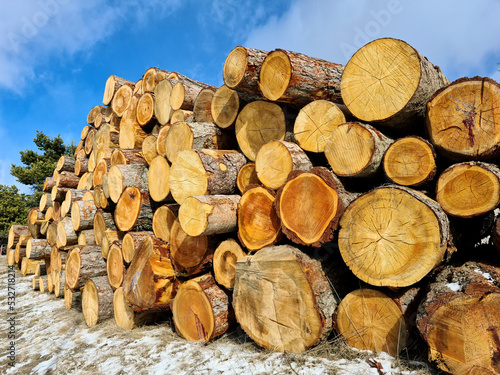 tree trunks stacked in the alpine woods