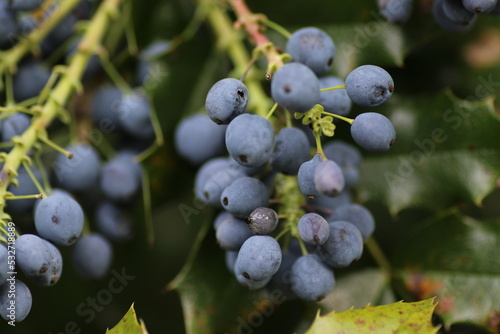 pralle blaue Beeren an Strauch