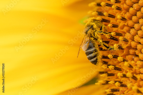 Honey bee pollinating sunflower. Macro shot.