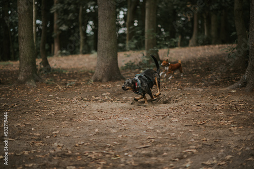 Fototapeta Naklejka Na Ścianę i Meble -  Psy w swoim naturalnym środowisku. 