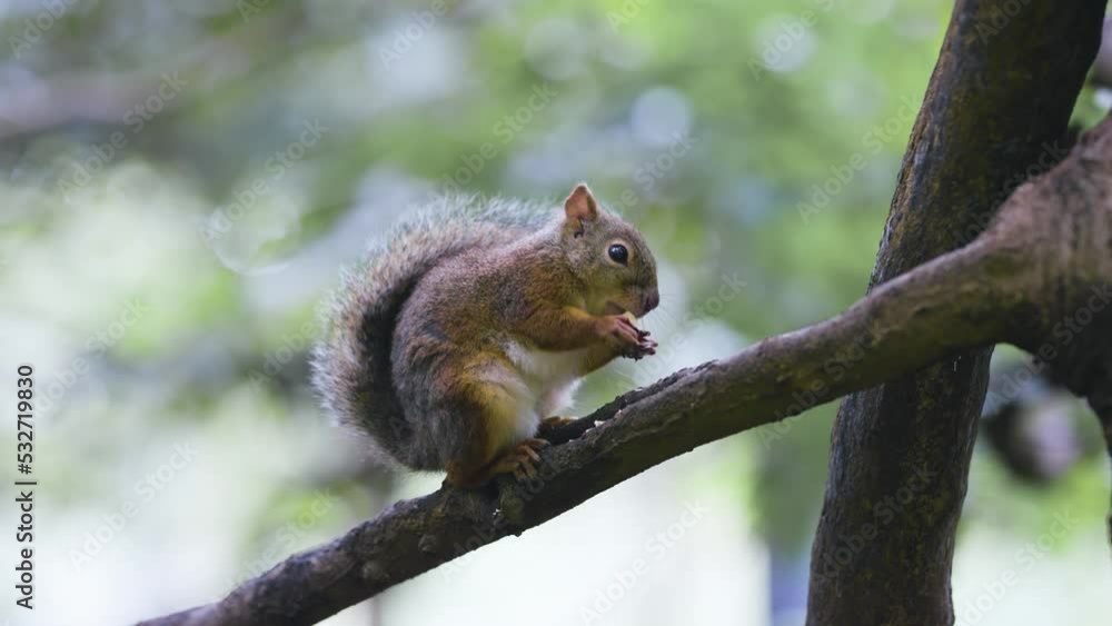餌を食べるニホンリスの映像 餌を食べるニホンリスの映像