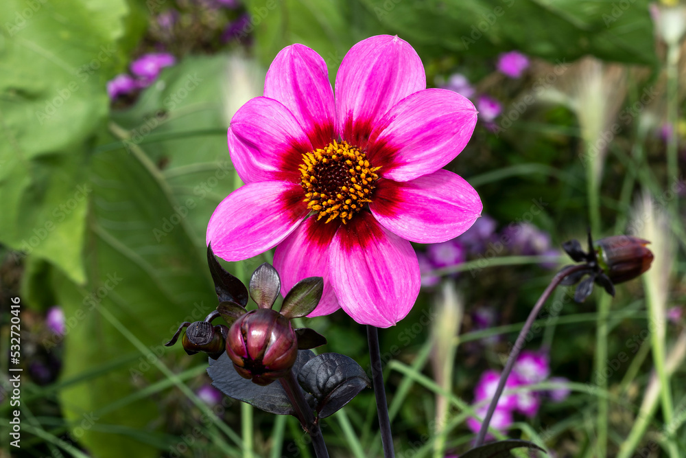 Dahlia 'Happy Single Wink' a summer autumn fall flowering plant with a pink summertime flower, stock photo image Dahlia 'Happy Single Wink' a summer autumn fall flowering plant with a pink summertime flower, stock photo image