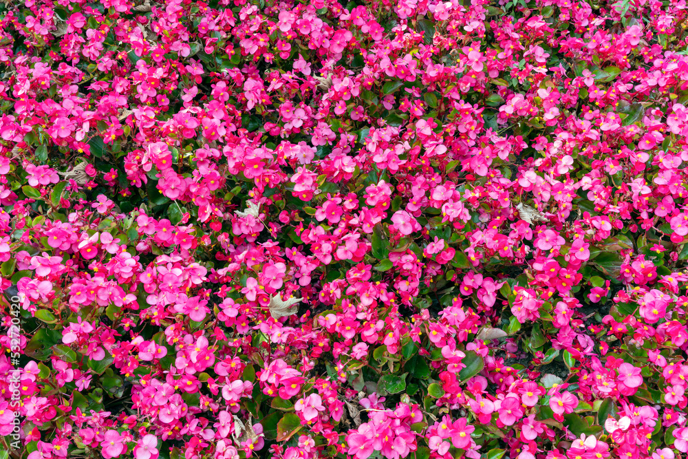 Naklejka premium Begonia semperflorens an annual summer flowering plant with a red, pink summertime flower commonly known as wax begonia, stock photo image