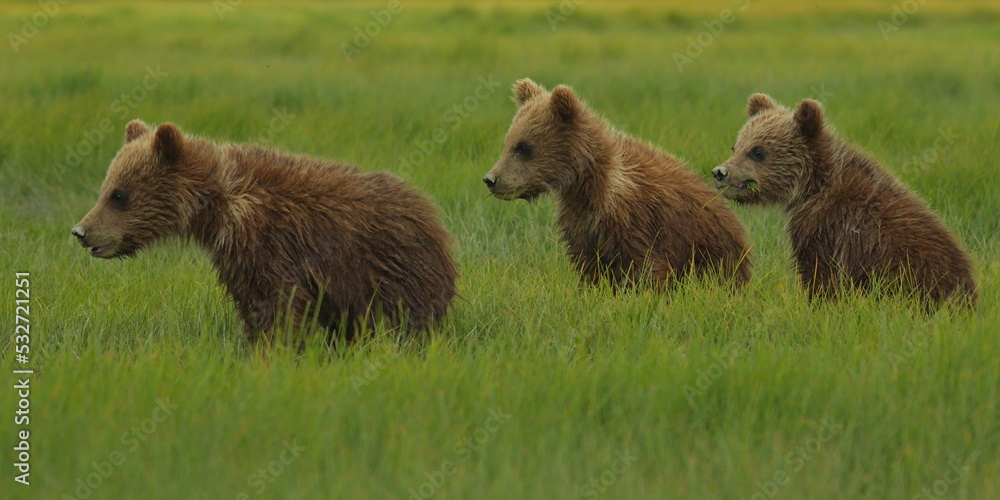 Fototapeta premium Grizzly bear cubs in Katmai National Park in Alaska,United States,North America 