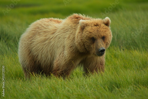 Grizzly bear in Katmai National Park in Alaska,United States,North America 