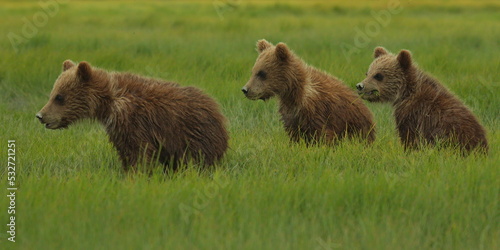 Grizzly bear cubs in Katmai National Park in Alaska,United States,North America 