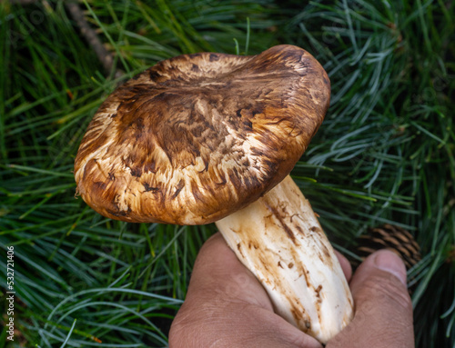 matsutake wild pine mushroom ( Tricholoma nauseosum ) japanese truffle. photo