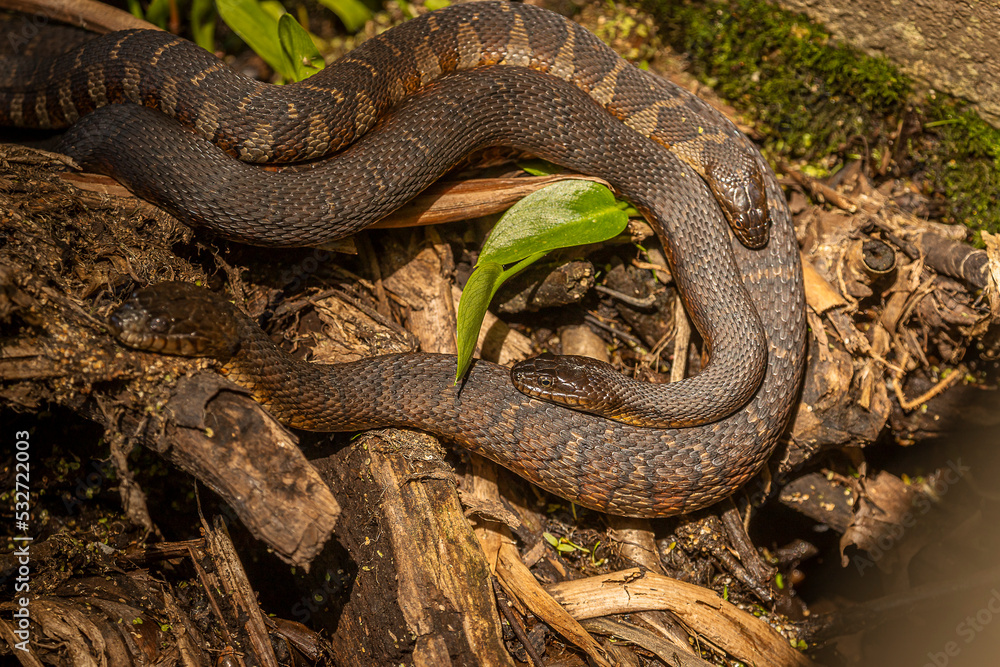 Fototapeta premium Northern Brown Water Snakes breeding