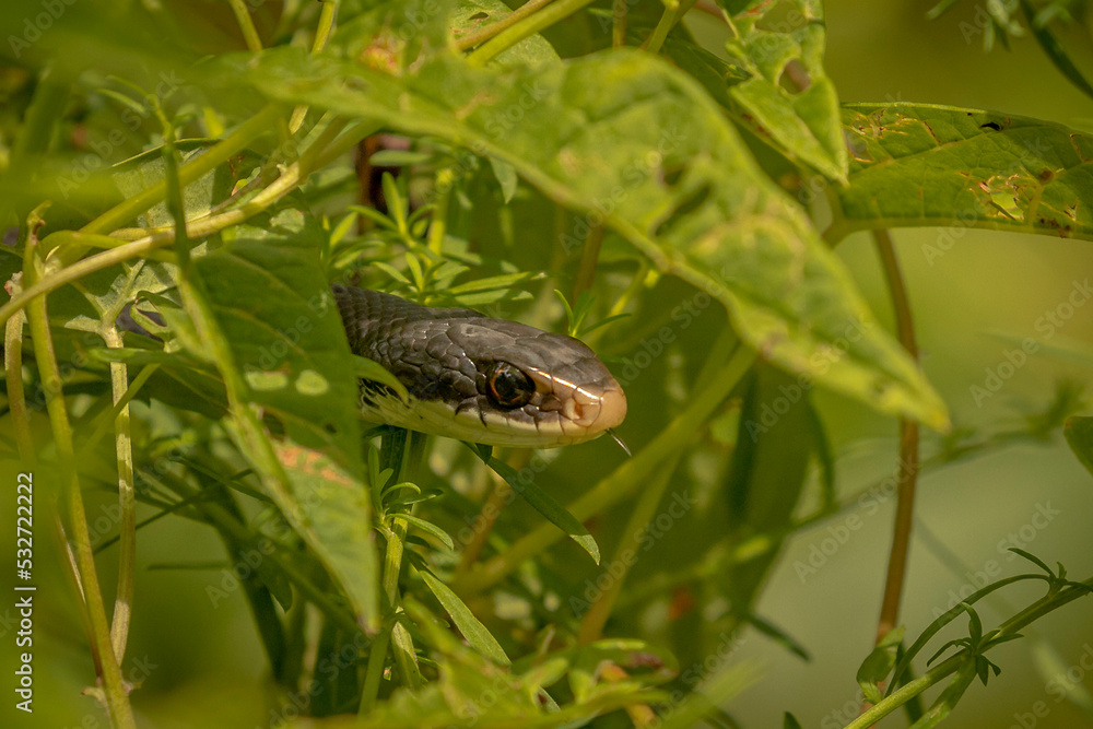 Fototapeta premium Ribbon Snake hiding in the foliage