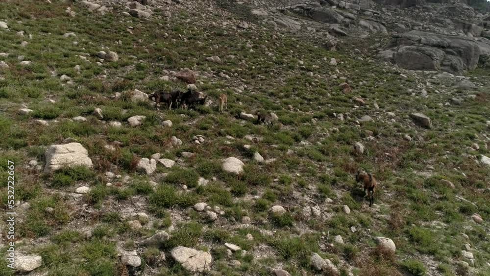 Goats Grazing in the Mountains Aerial View Goats Grazing in the Mountains Aerial View