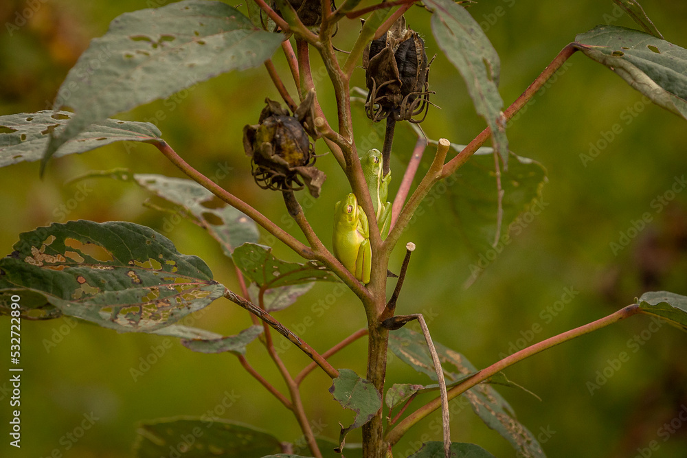 Two Green Treefrogs sleep on a plant stem Two Green Treefrogs sleep on a plant stem